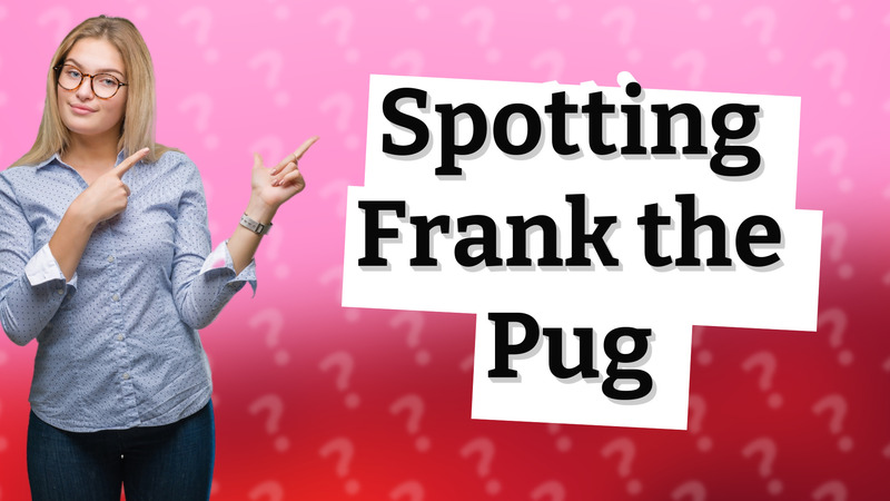 Spotting Frank the Pug