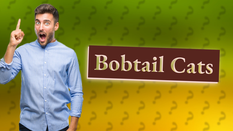 Bobtail Cats