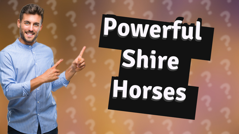 Powerful Shire Horses
