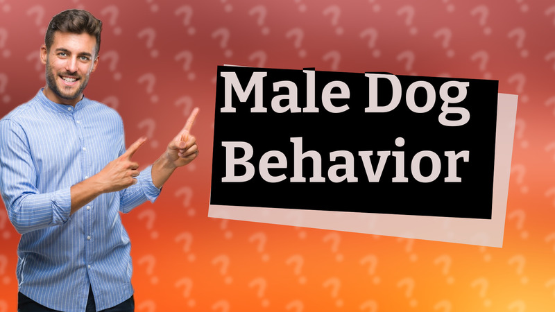 Male Dog Behavior