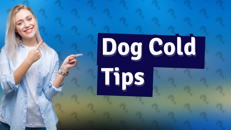 Dog Cold Tips