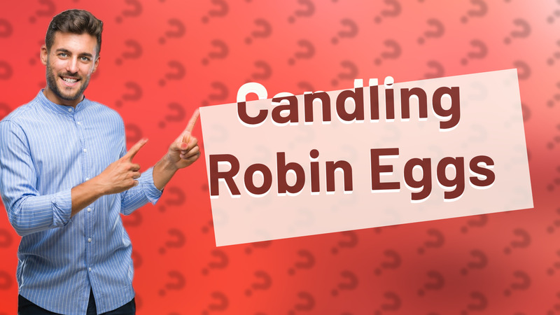 Candling Robin Eggs