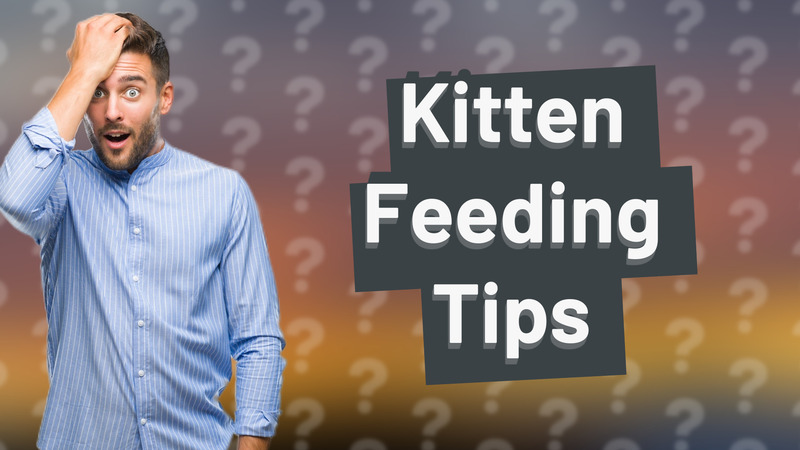 Kitten Feeding Tips