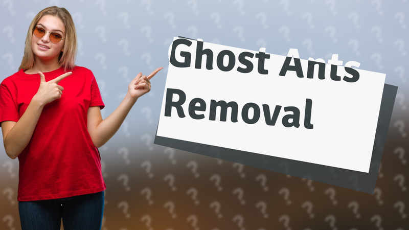 Ghost Ants Removal