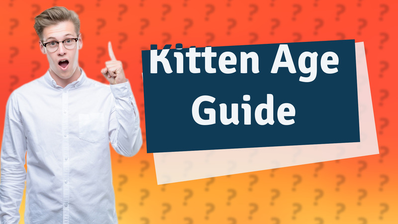 Kitten Age Guide