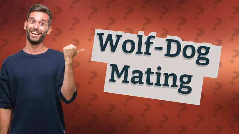 Wolf-Dog Mating