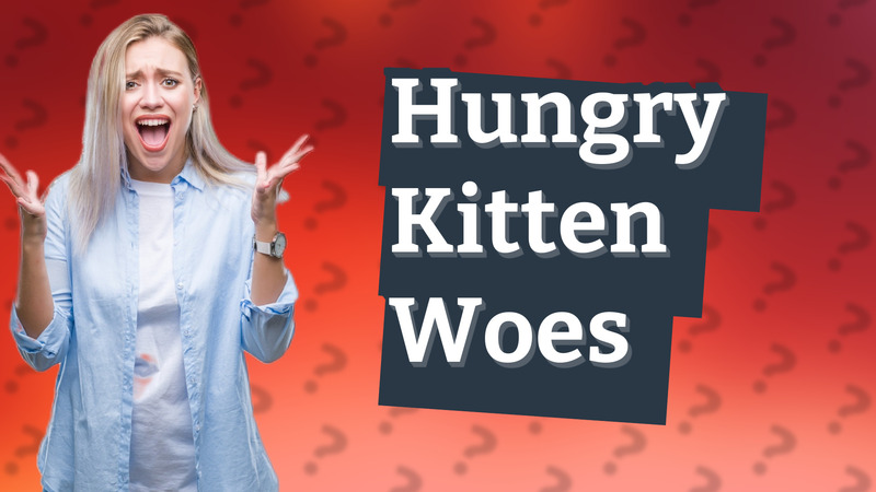 Hungry Kitten Woes