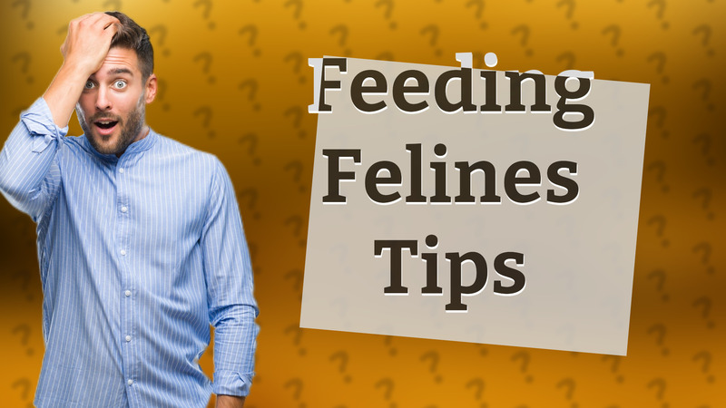 Feeding Felines Tips