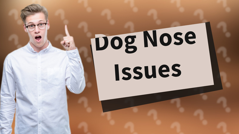 Dog Nose Issues