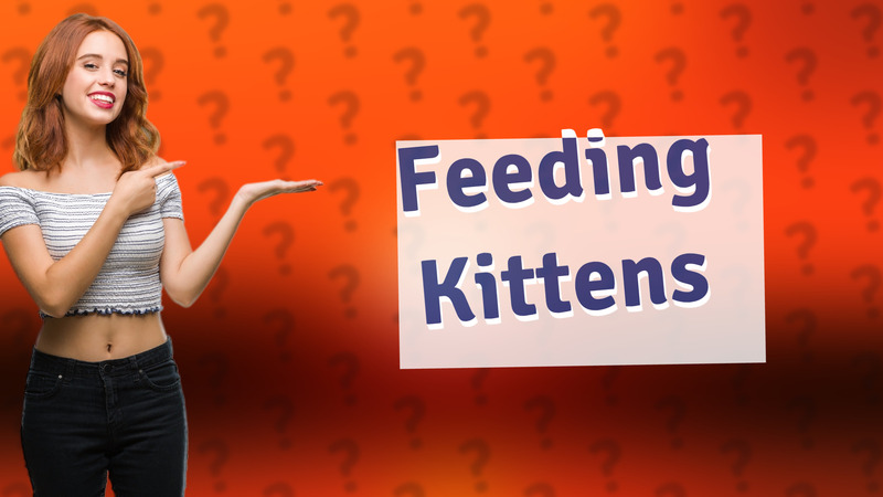 Feeding Kittens
