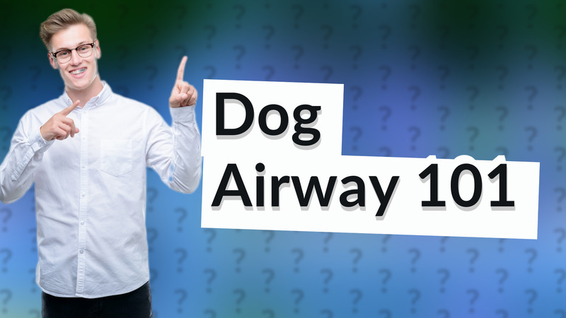 Dog Airway 101