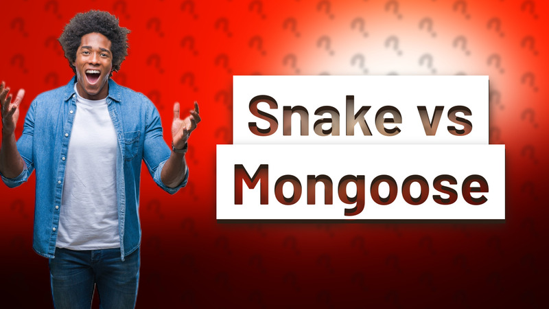 Snake vs Mongoose