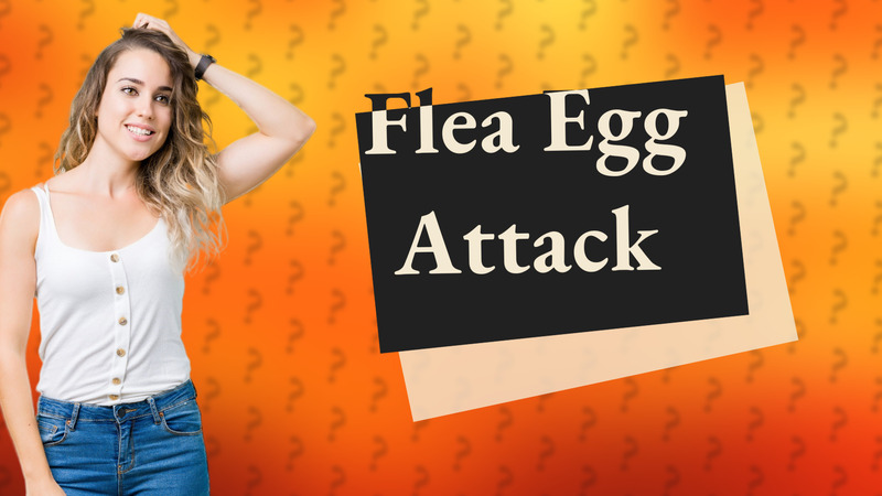 Flea Egg Attack