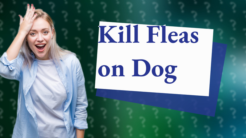 Kill Fleas on Dog