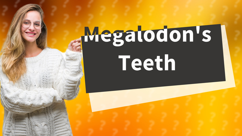 Megalodon's Teeth