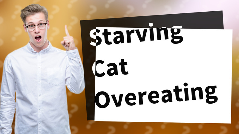 Starving Cat Overeating