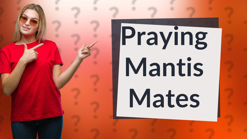 Praying Mantis Mates