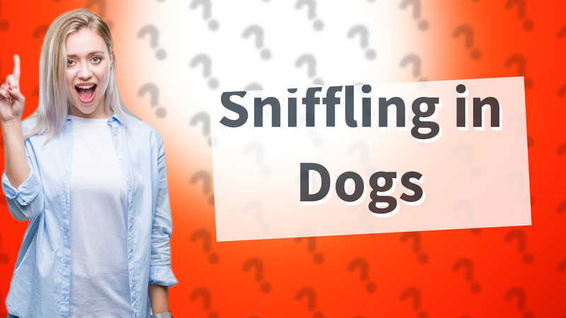 Sniffling in Dogs