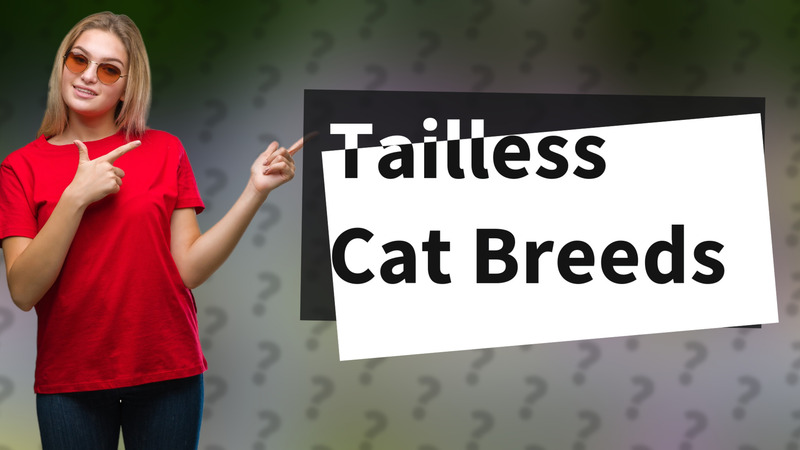 Tailless Cat Breeds
