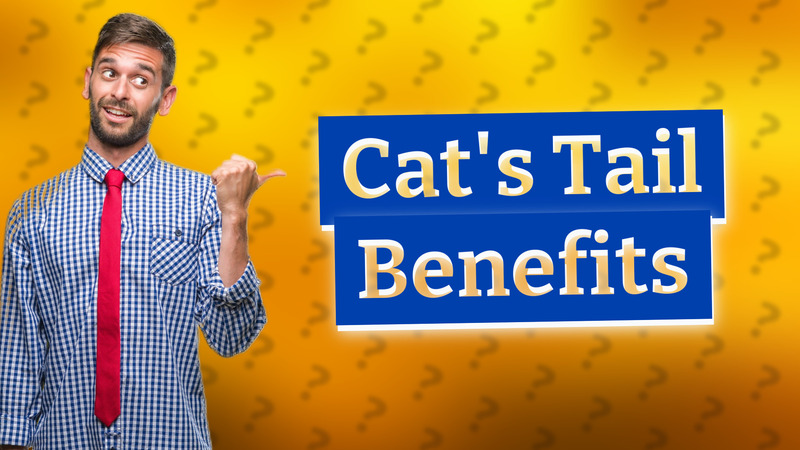 Cat's Tail Benefits