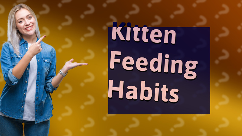 Kitten Feeding Habits
