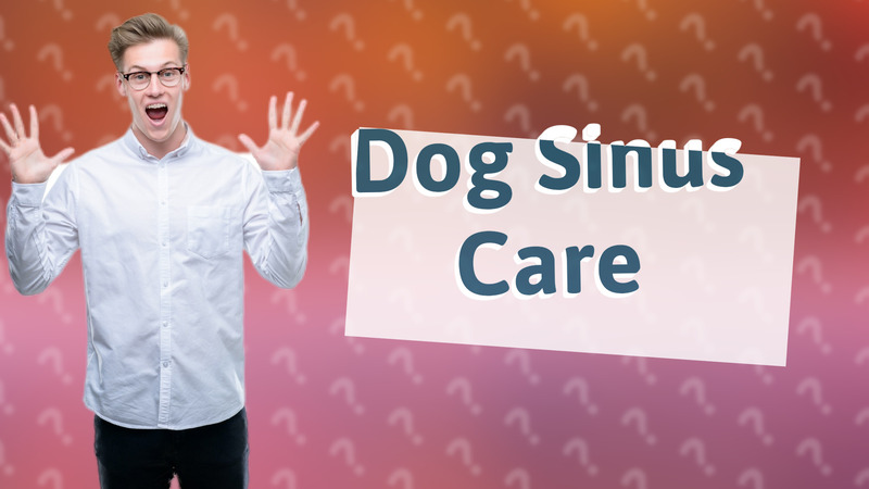 Dog Sinus Care