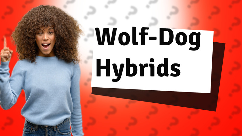 Wolf-Dog Hybrids