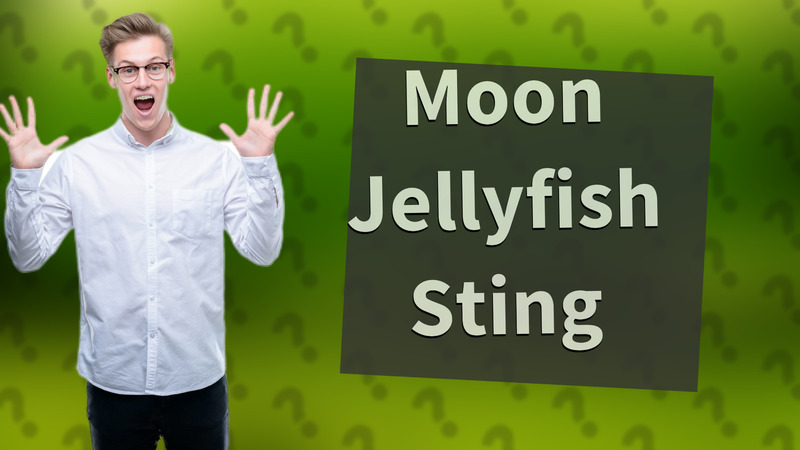 Moon Jellyfish Sting