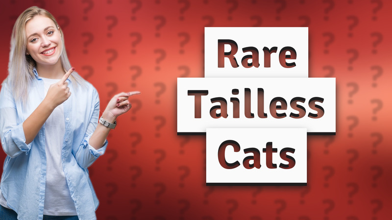 Rare Tailless Cats