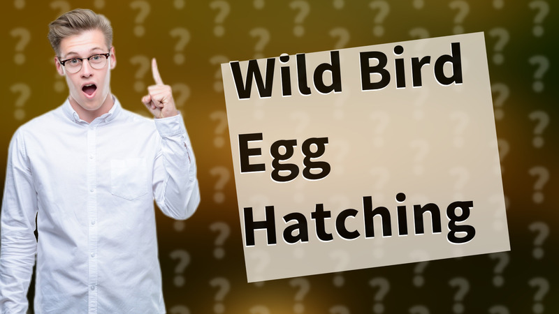 Wild Bird Egg Hatching
