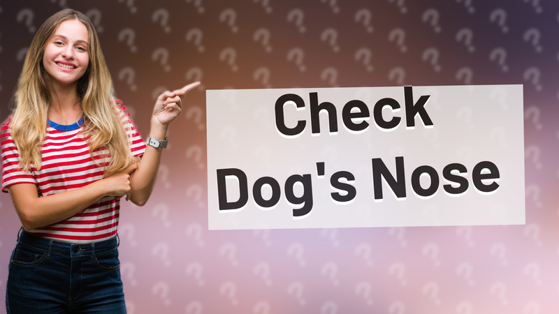 Check Dog's Nose