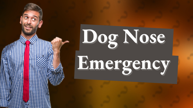Dog Nose Emergency
