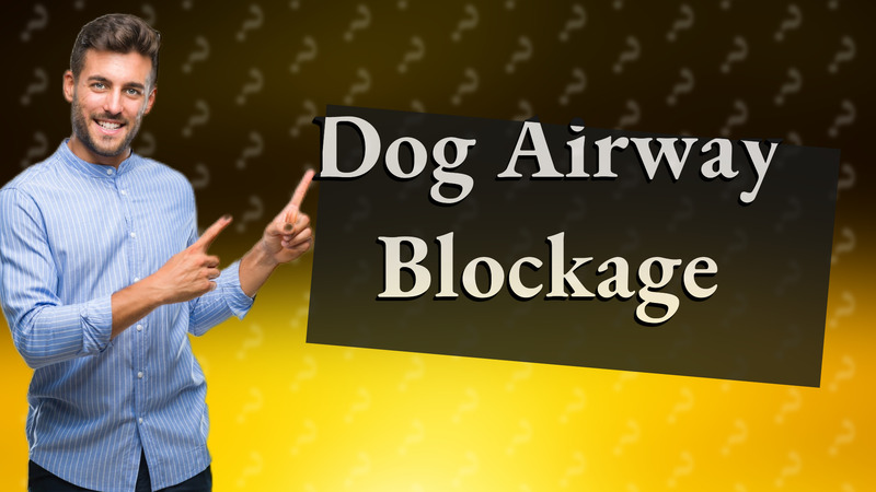 Dog Airway Blockage