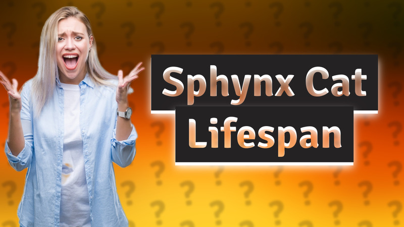 Sphynx Cat Lifespan