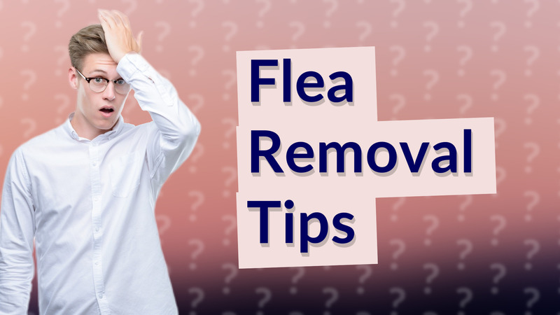 Flea Removal Tips