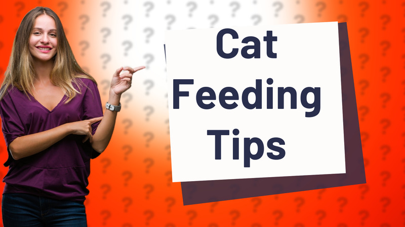 Cat Feeding Tips