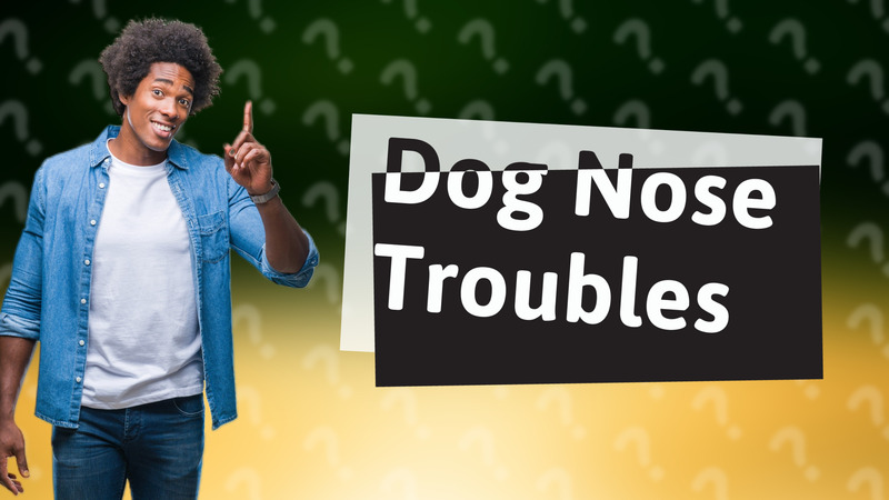Dog Nose Troubles