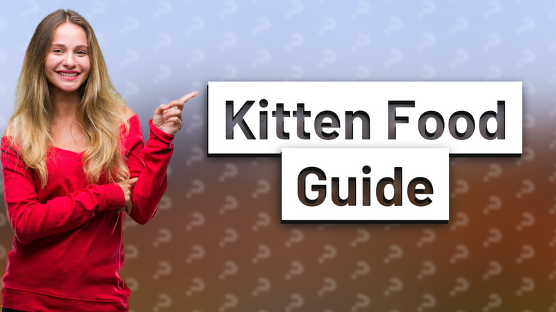 Kitten Food Guide