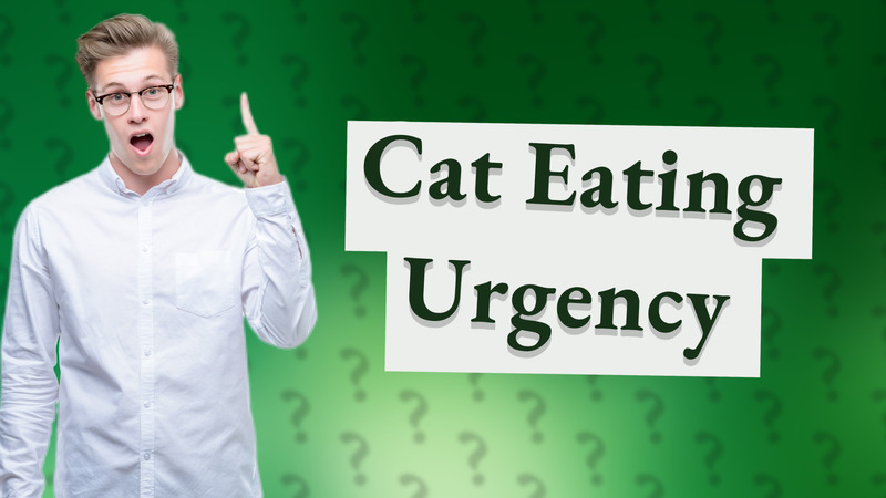Cat Eating Urgency