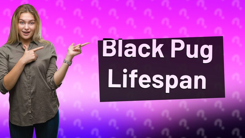 Black Pug Lifespan