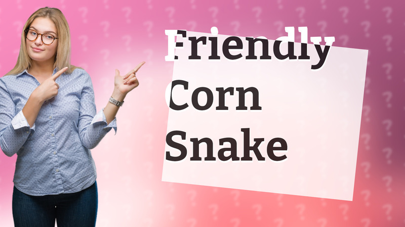 Friendly Corn Snake