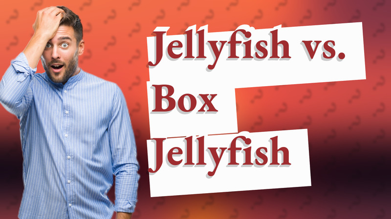 Jellyfish vs. Box Jellyfish