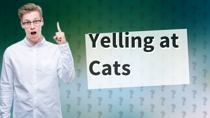 Yelling at Cats