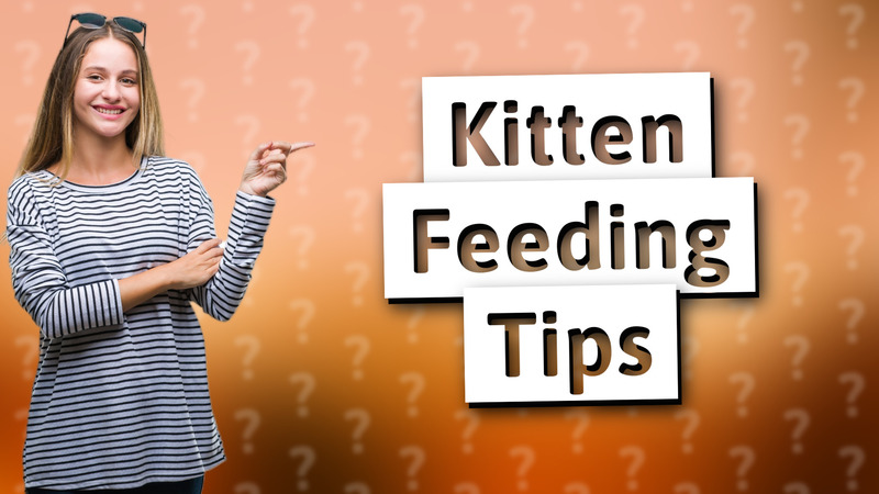Kitten Feeding Tips