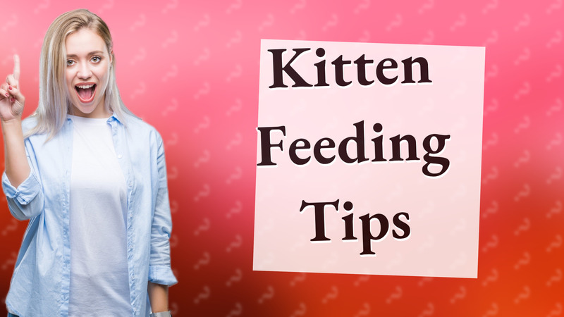 Kitten Feeding Tips