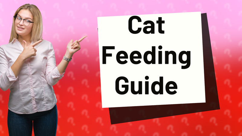 Cat Feeding Guide