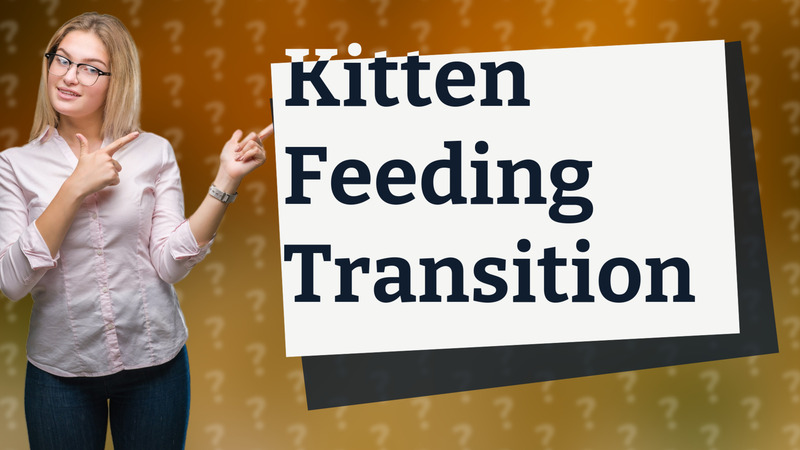 Kitten Feeding Transition