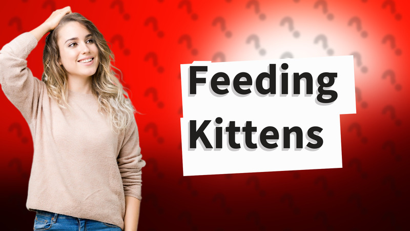 Feeding Kittens