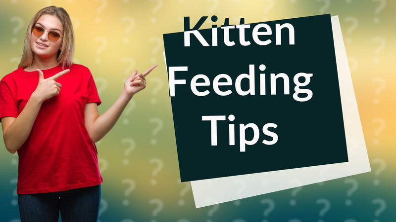 Kitten Feeding Tips