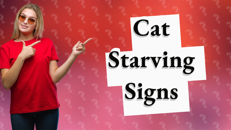 Cat Starving Signs